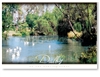 A quiet spot on Myall Creek  - Standard Postcard  DAL-016
