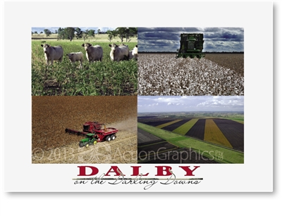 Charolais Cattle, Cotton Picking, Sorghum Harvesting, Strip Cropping - Standard Postcard  DAL-189