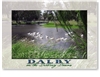 Geese on the Myall Creek. - Standard Postcard  DAL-190