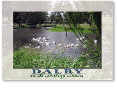 Geese on the Myall Creek. - Standard Postcard  DAL-190