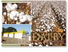 Cotton, The worldâ€™s most popular fibre - Standard Postcard  DAL-472