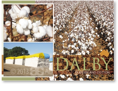 Cotton, The worldâ€™s most popular fibre - Standard Postcard  DAL-472