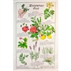 ESSENTIAL OILS Cotton/Linen Tea Towel - F201