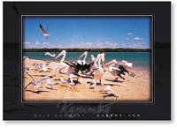 Karumba, Pelicans and Gulls - DISCOUNTED Standard Postcard  KAR-076