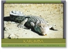 Saltwater Crocodile, Karumba - Standard Postcard  KAR-400