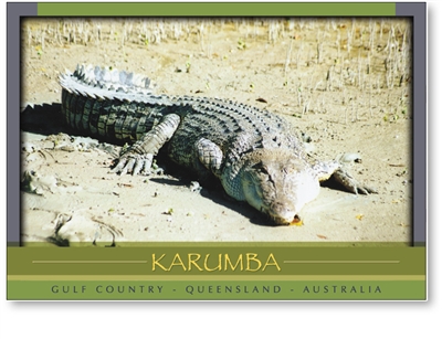 Saltwater Crocodile, Karumba - Standard Postcard  KAR-400