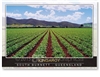 Rows of peanuts growing in the South Burnett - Standard Postcard  KIN-054