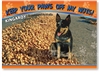 A Blue Heeler dog guarding his peanuts - Standard Postcard  KIN-305