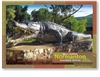 Normanton Gulf Country Krys - Standard Postcard  NOR-069