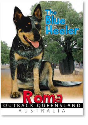 The Blue Heeler - Small Magnets  ROMM-003