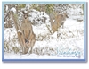 Kangaroos at Girraween - Standard Postcard  STP-014