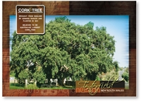 Cork Tree - Standard Postcard  TEN-367