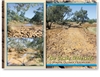 Winton, The Combo Waterhole  - Standard Postcard  WIN-011