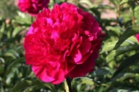 Accent, a double red peony