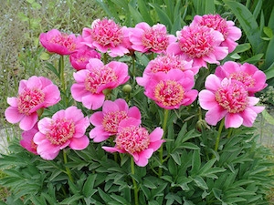 Anemoneflora Rosea peony