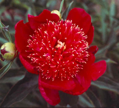 Battle Flag peony