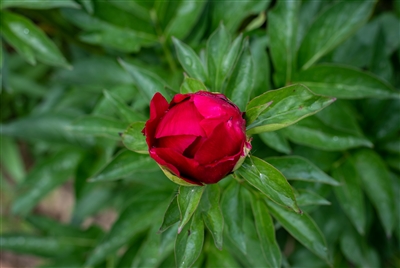 Blaze, a red peony