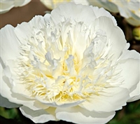 Bride's Dream peony