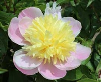 Butter Bowl peony