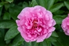 Carnation Bouquet peony
