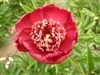 Charm peony