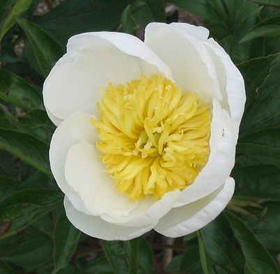 Cheddar Royal peony