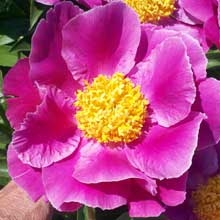 Clown peony