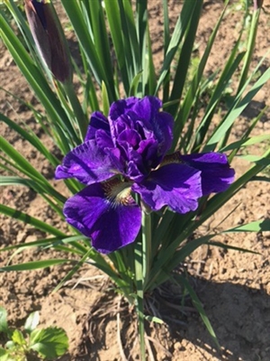 Concord Crush Siberian Iris