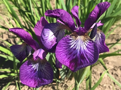 Contrast in Styles Siberian Iris