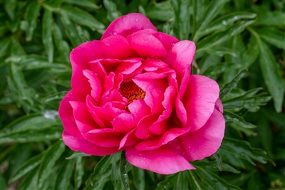 Coral Fay peony