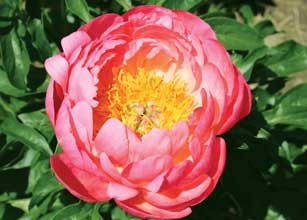 Coral Sunset peony