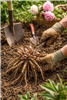 Peony Digging & Splitting Workshop- SUNDAY, September 13, 2026