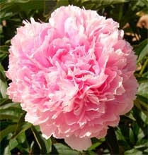 Dresden Pink peony