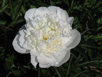 Duchess de Nemours peony