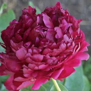 Edward Flynn peony