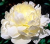 Elsa Sass peony