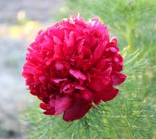 Tenuifolia Rubra Flore Plena peony