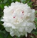 Festiva Maxima peony