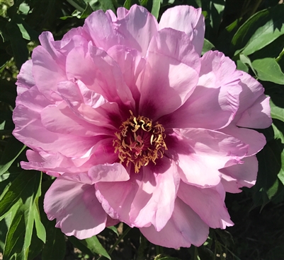 First Arrival intersectional peony