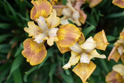 Flying Fiddles Siberian Iris