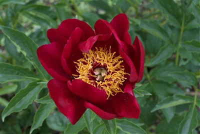 fritz bee peony