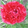 Harry Richardson peony