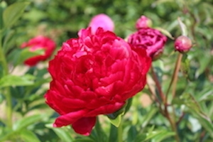 Henry Bockstoce peony