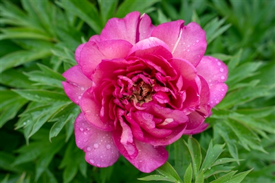 Hillary intersectional peony