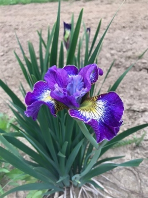 How Audacious Siberian Iris
