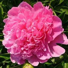 Jacorma peony