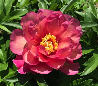 Julia Rose intersectional peony