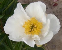 Krinkled White peony