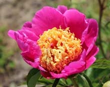 LeCharme peony