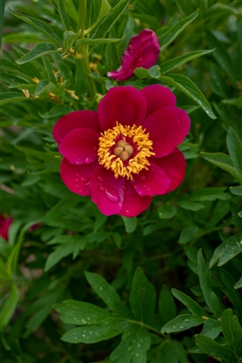 Little Rhyme peony